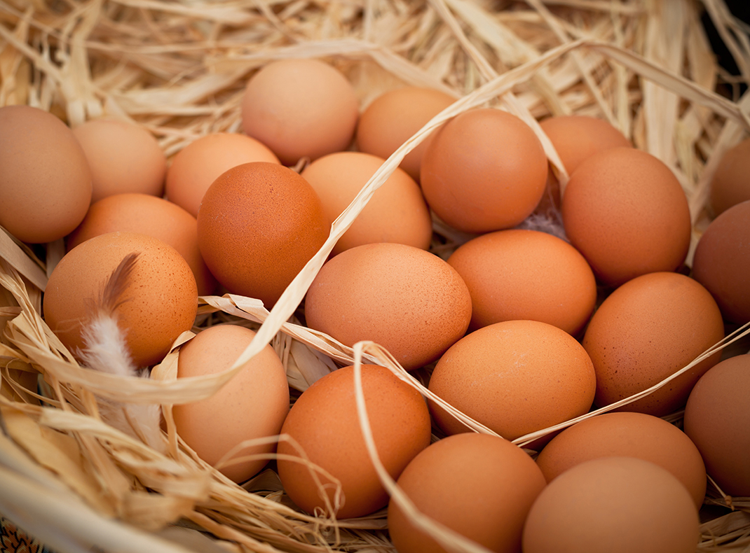 鲜蛋